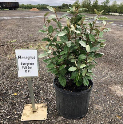 Elaeagnus