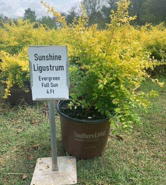 Ligustrum Sunshine – Texas Tree Farms