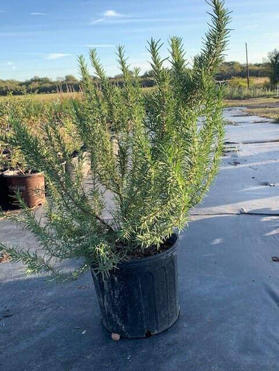 Rosemary