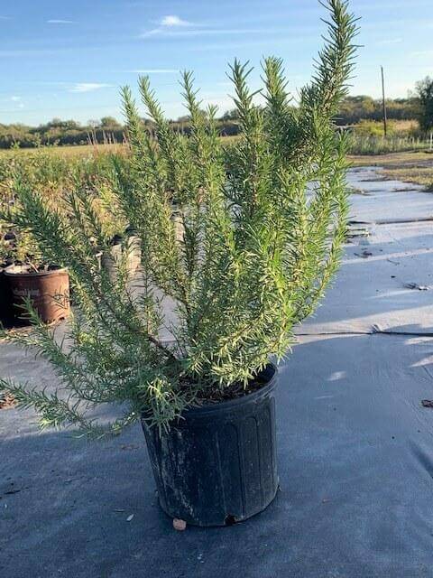 Rosemary