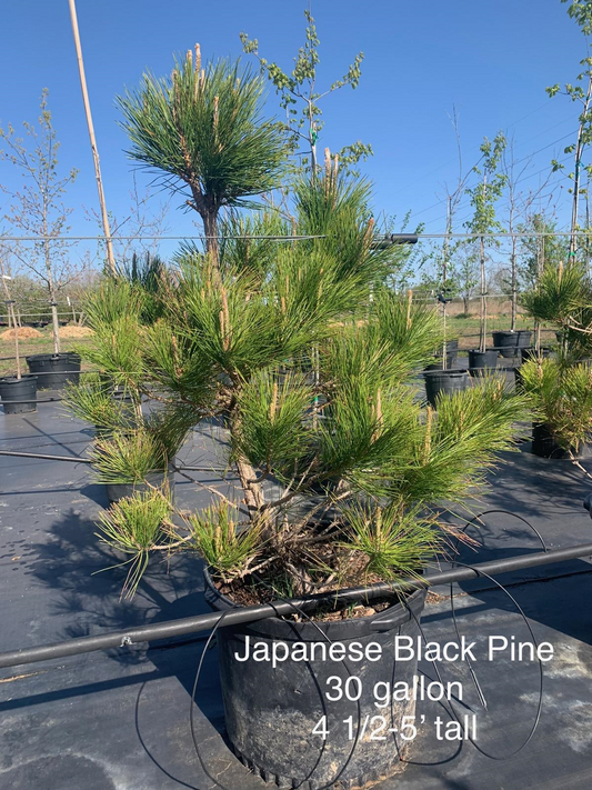 Pine Japanese Black