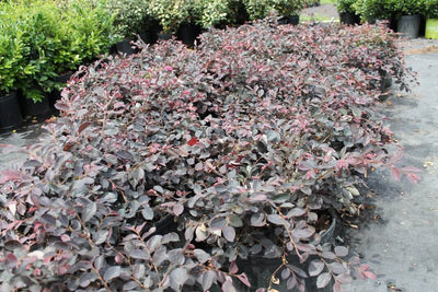 Loropetalum: Plum Delight