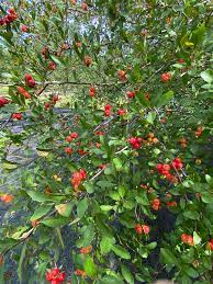 Mayhaw Native