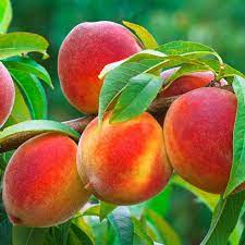 Peach Reliance
