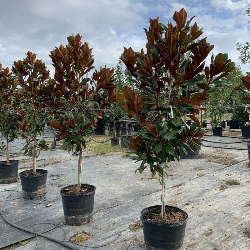 Southern Magnolia (Magnolia grandiflora)