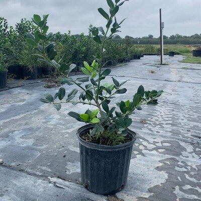 1 Gallon Nellie R. Stevens Holly (Ilex x Nellie R. Stevens)