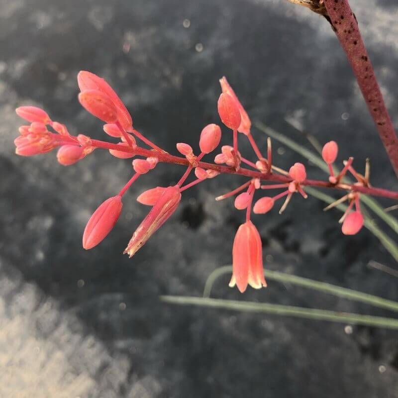 Red Yucca