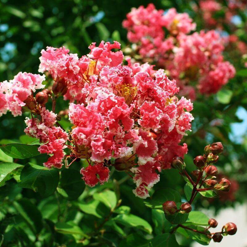 Crape Myrtle Dynamite