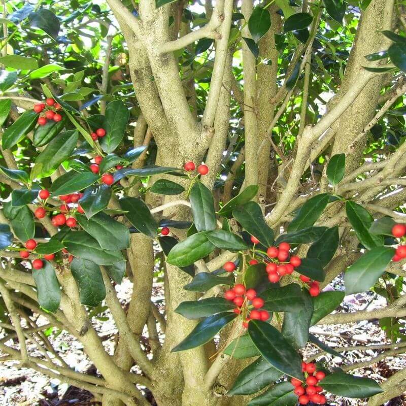 Dwarf Burford Holly