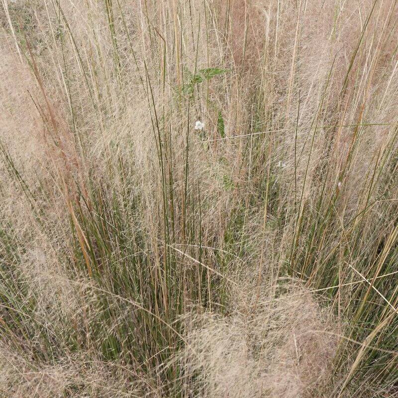 Lindheimer Muhly Grass