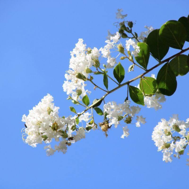 White Crape Myrtles (Lagerstroemia)