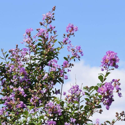 Purple Crape Myrtles (Lagerstroemia)