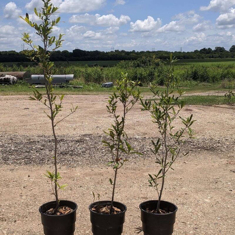 1 Gallon Live Oak (Quercus virginiana)