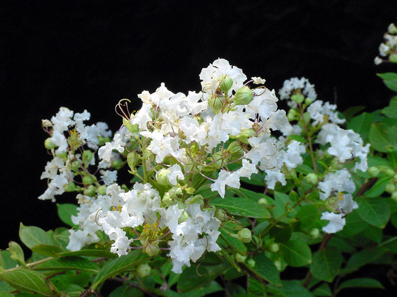 Crape Myrtle Acoma