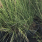 Grass Pink Gulf Muhly