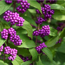 Beautyberry American