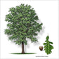 Bur Oaks (Quercus macrocarpa)