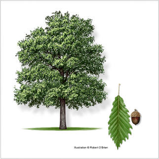 Chinquapin/Chinkapin Oak (Quercus muehlenbergii)