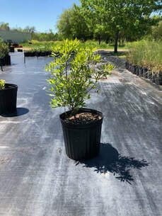 Dwarf Wax Myrtle (Myrica pusilla)