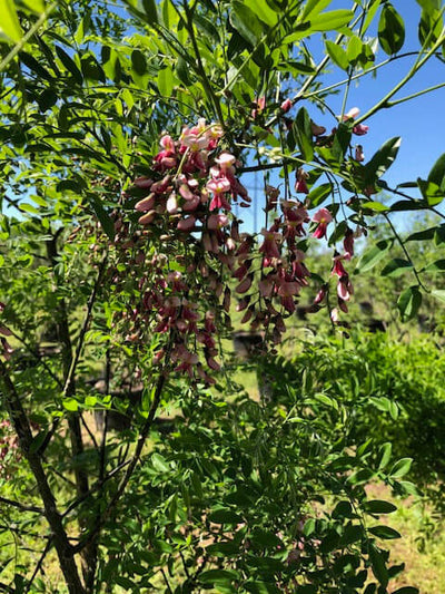 Eve's Necklace (Styphnolobium affine/Sophora affinis)