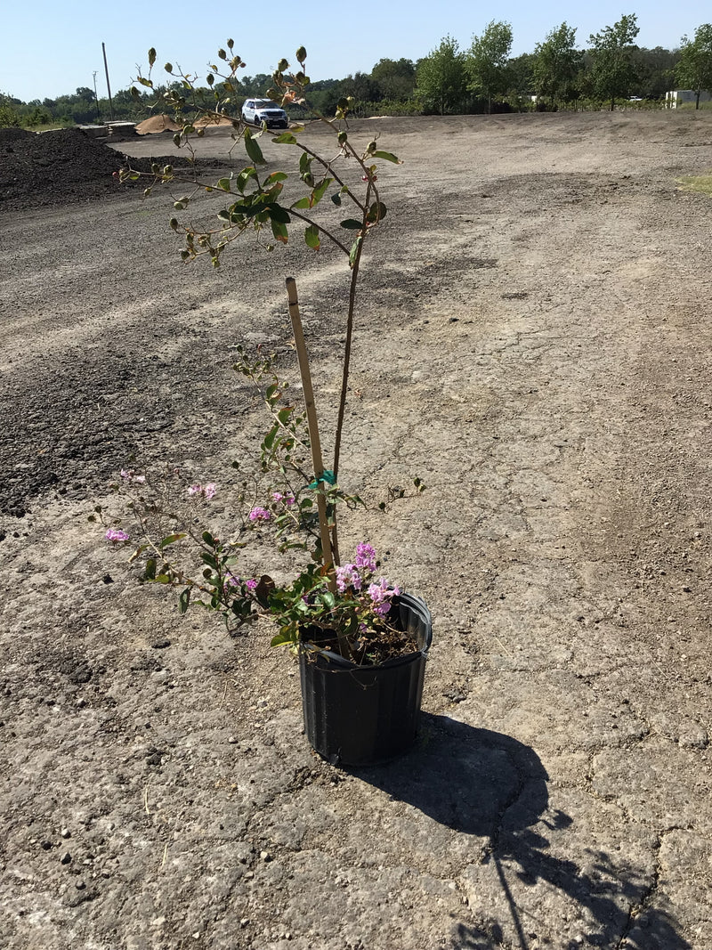 Crape Myrtle Catawba