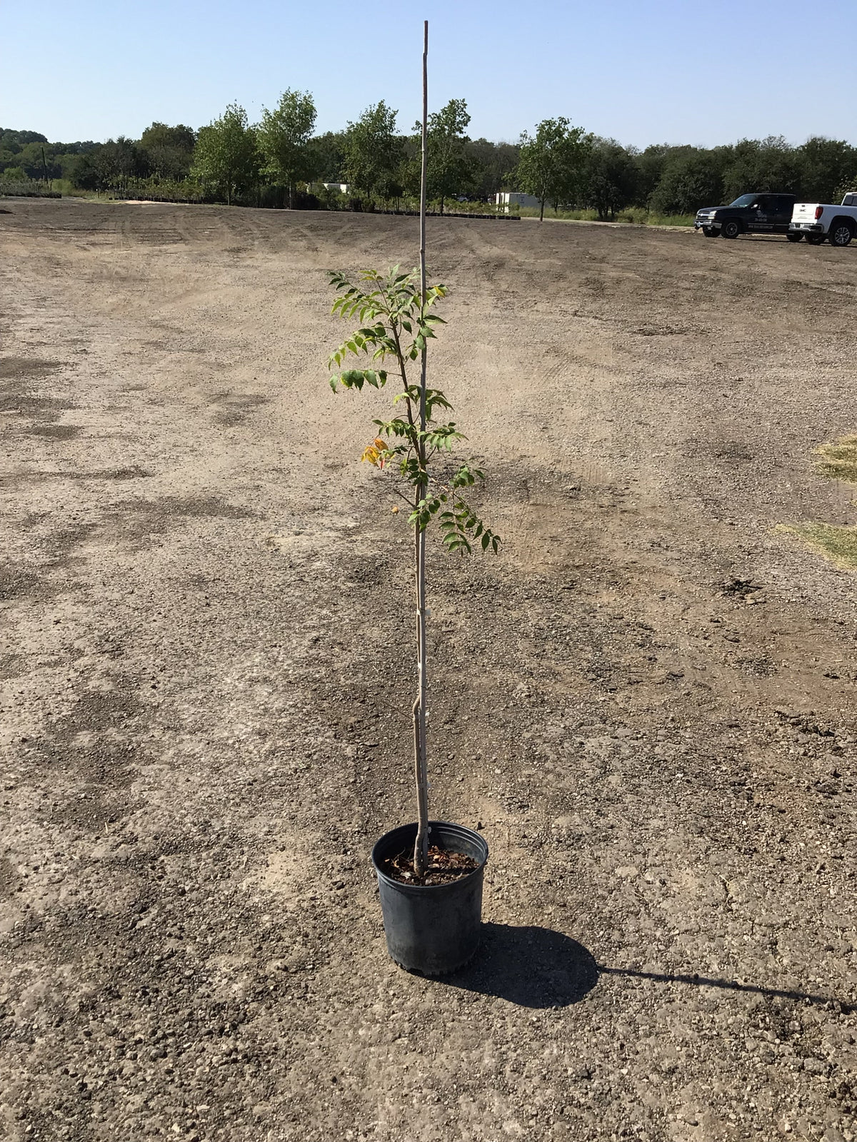 Chinese Pistache For Sale | Texas Tree Farms