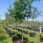 Monterrey Oak
