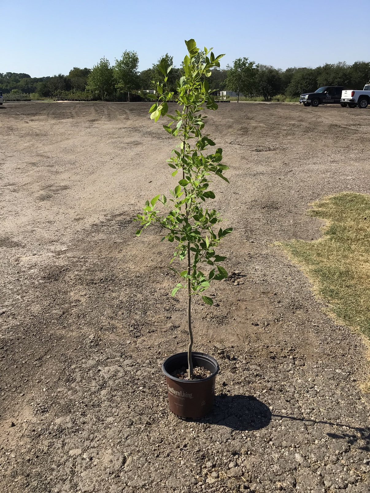 Texas Ash Trees For Sale Texas Tree Farms