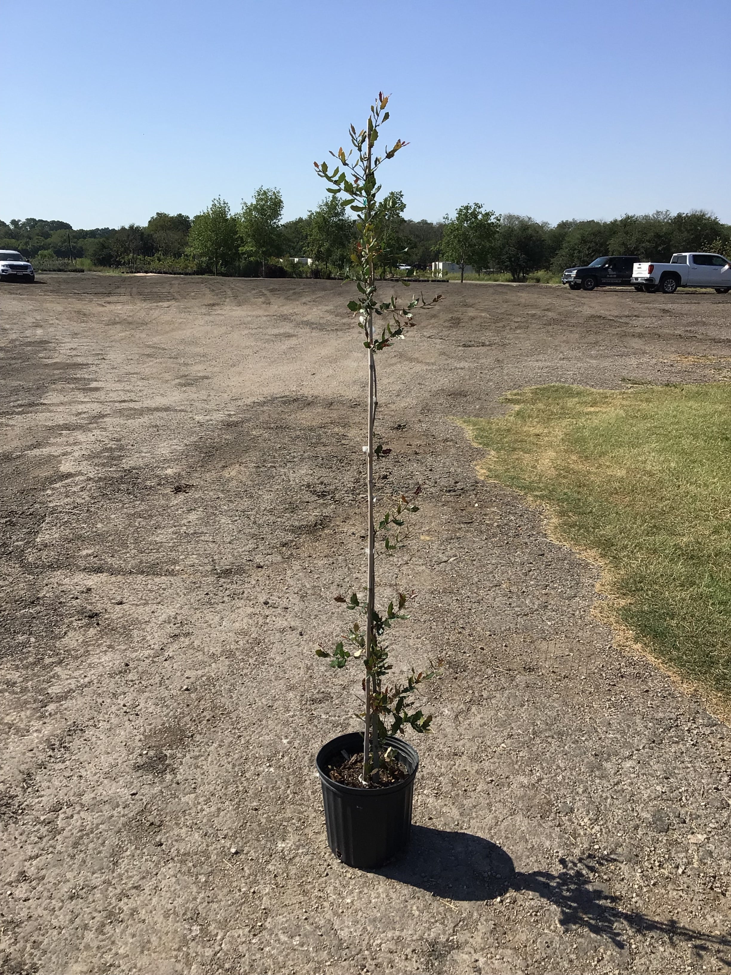 500 Gallon Live Oak For Sale