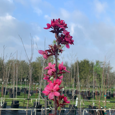 Crabapple Prairiefire