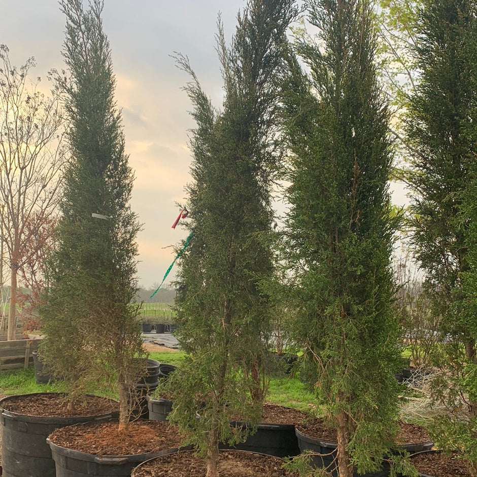Privacy Trees For Sale Texas Tree Farms