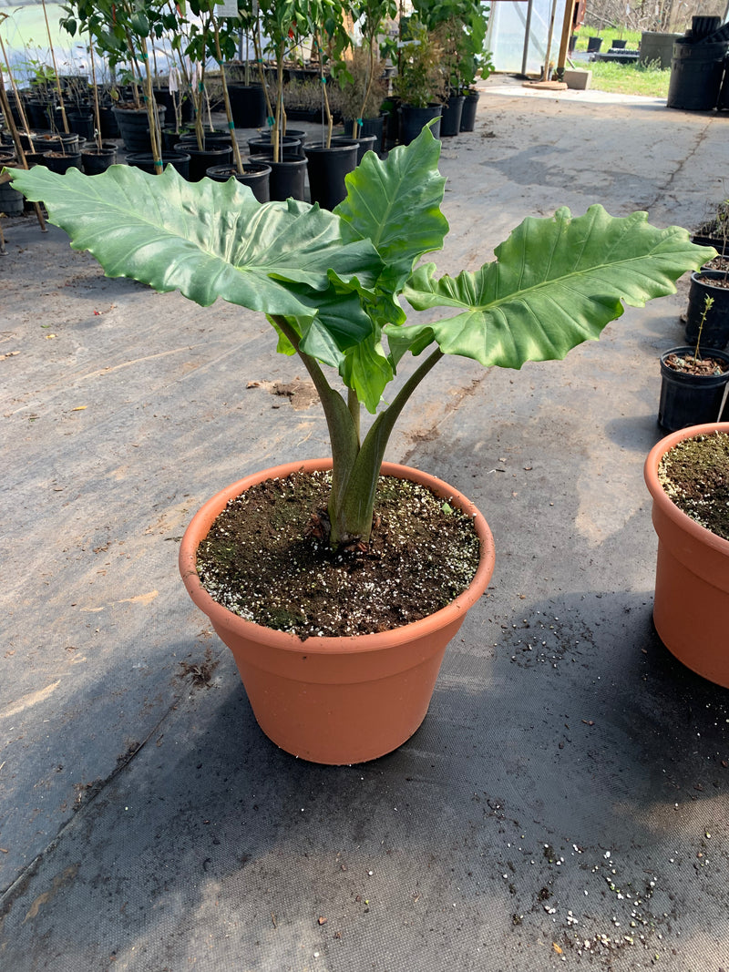 Elephant Ears