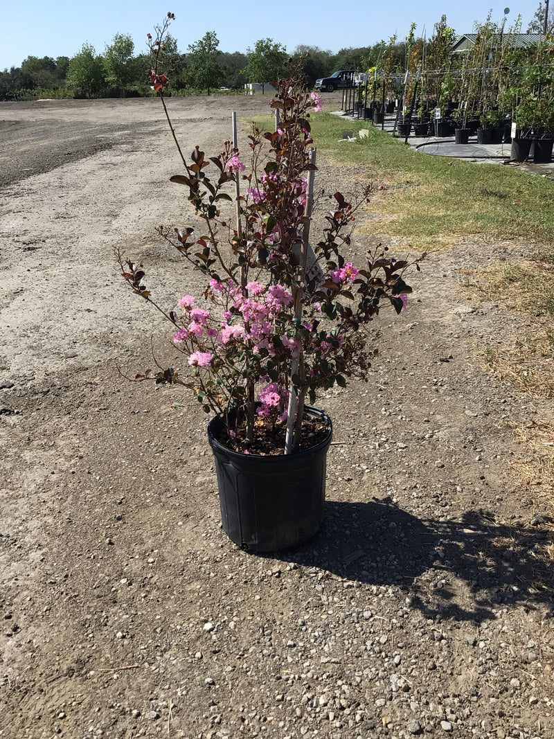 Crape Myrtle Rhapsody