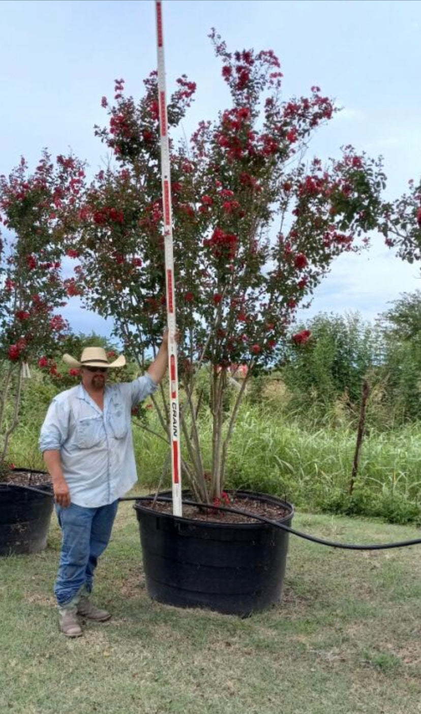 Crape Myrtle Dynamite