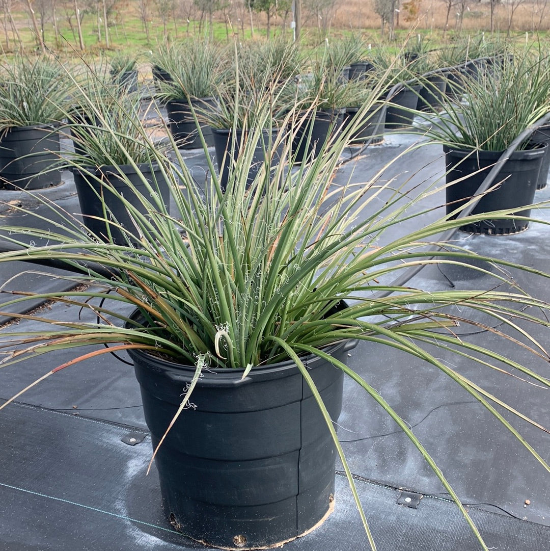 Red Yucca For Sale | Texas Tree Farms