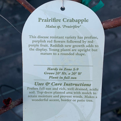 Crabapple Prairiefire
