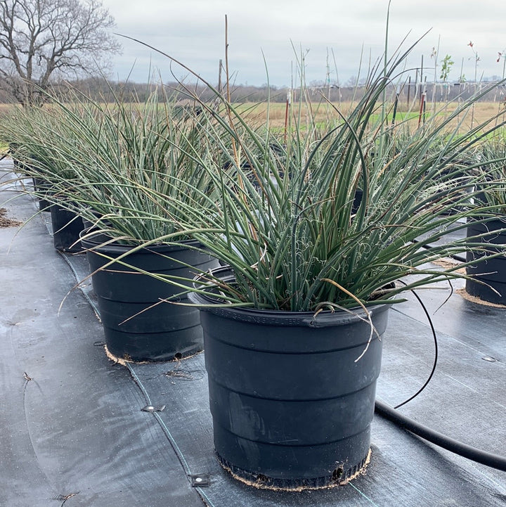 Red Yucca For Sale | Texas Tree Farms