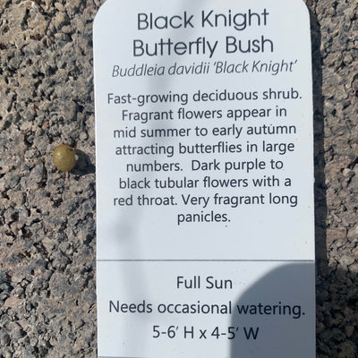 Butterfly Bush Black Knight