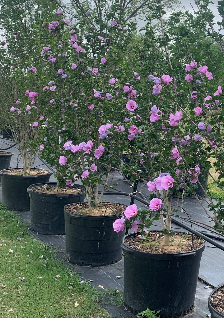 lavender chiffon rose of sharon tree Althea Rose of Sharon – Texas Tree Farms