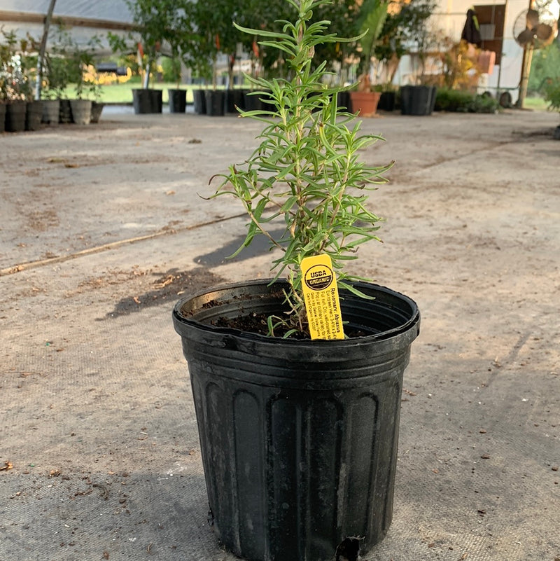 Rosemary Tuscan Blue