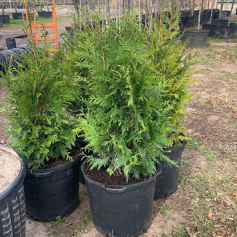 Arborvitae Green Giant