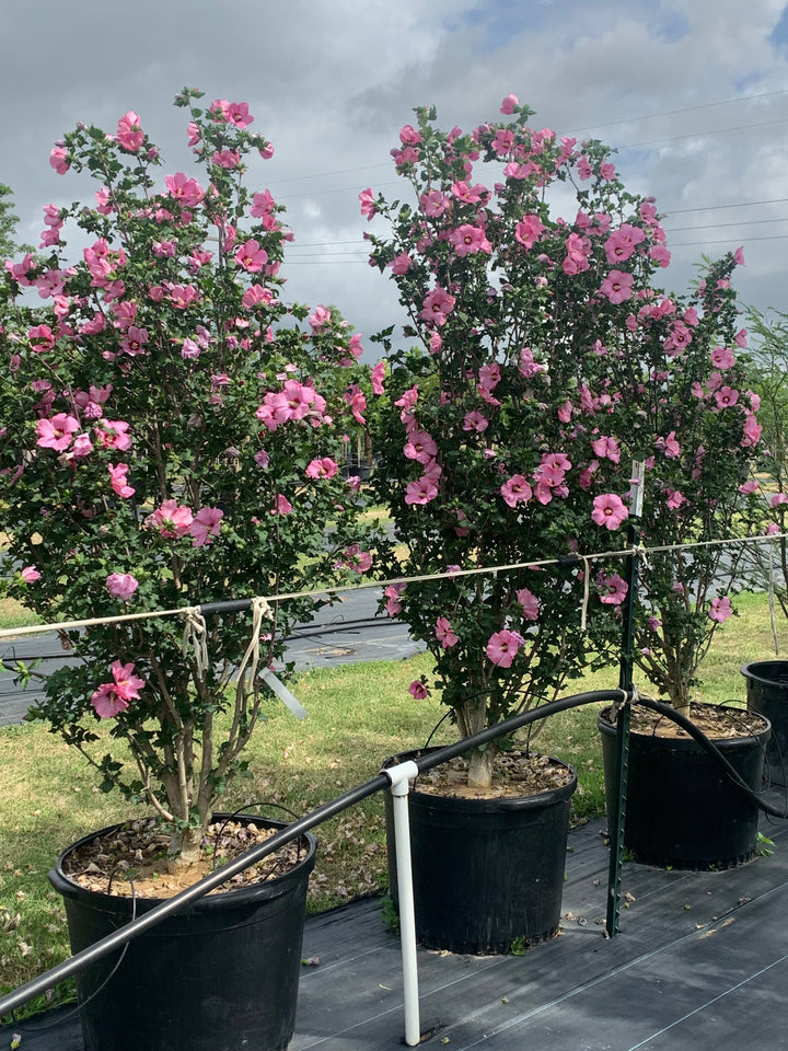 althea plant Althea Rose of Sharon – Texas Tree Farms