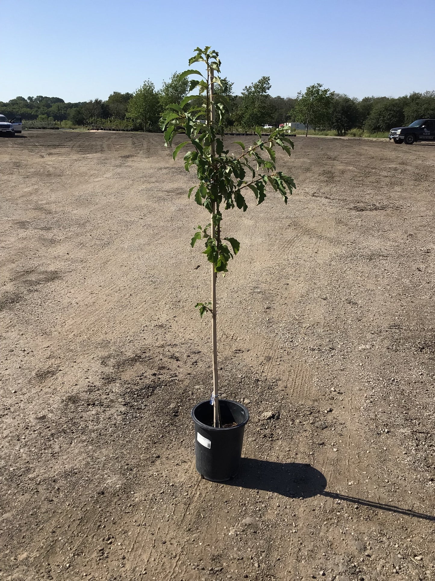 Chinquapin / Chinkapin Oak