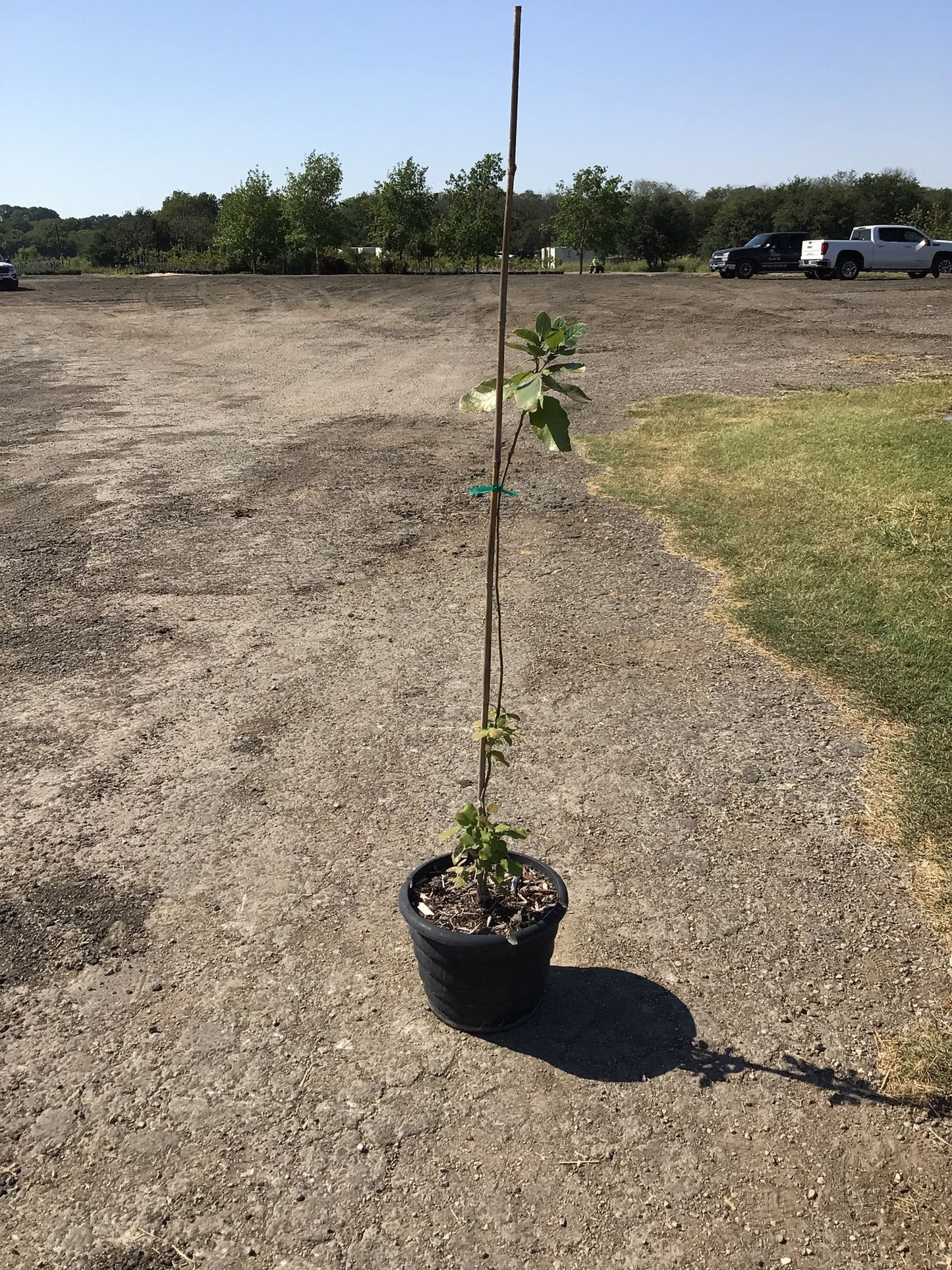 Monterrey Oak