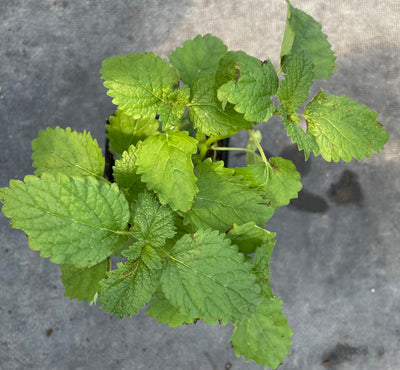 Lemon Balm