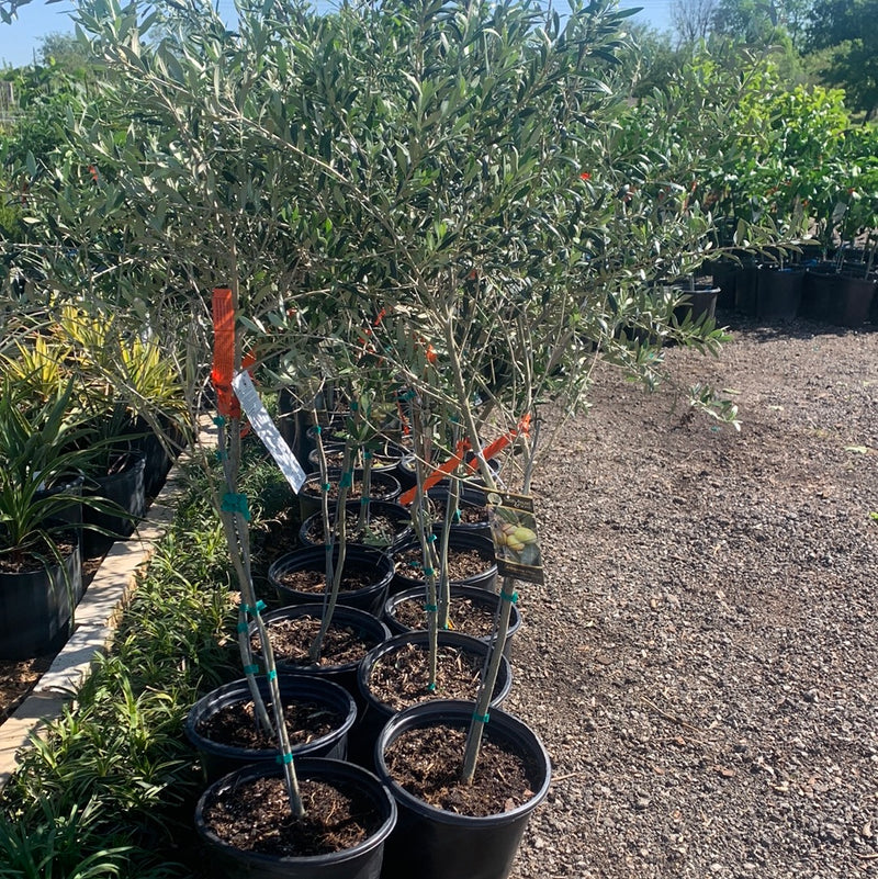 Olive Arbequina