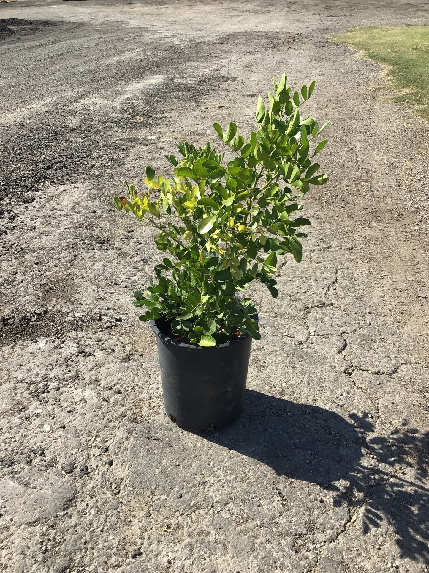 Texas Mountain Laurel (Sophora secundiflora)