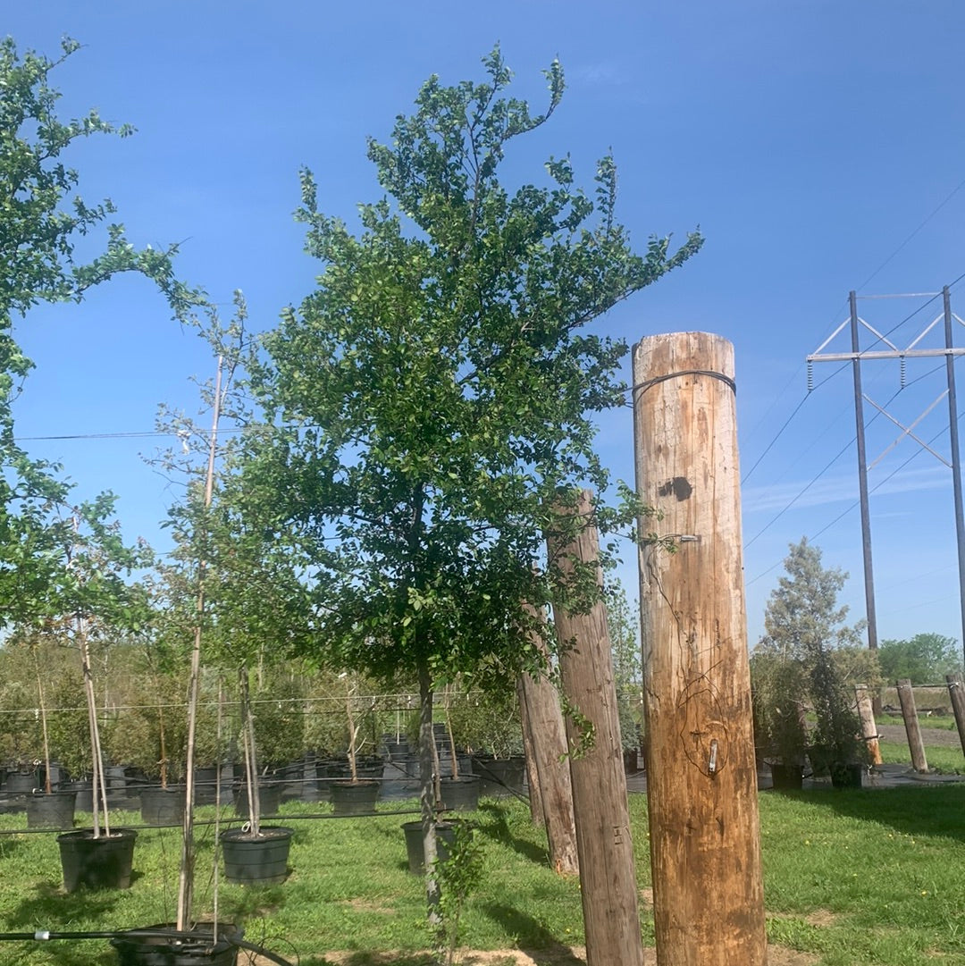 Cedar Elm