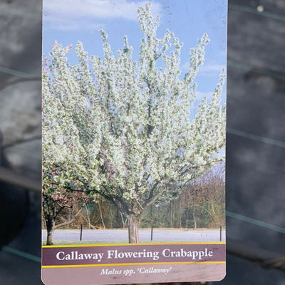 Crabapple Callaway