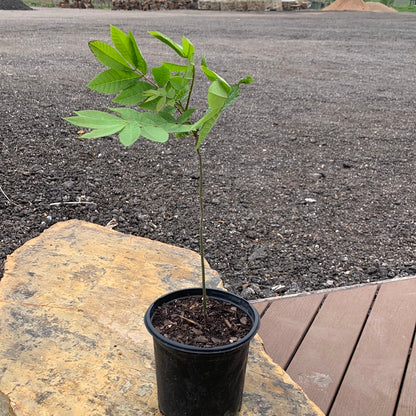 Walnut Black Native